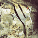 Striped Angelfish