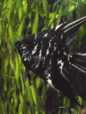 Black Marble Angelfish