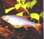 A male Bloodfin tetra