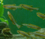 A school of Zebrafish